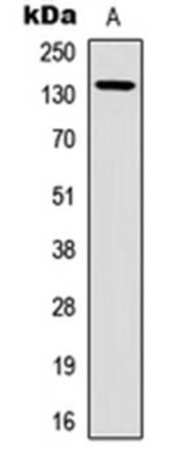 Western blot analysis of A549 (Lane 1) whole cell lysates using mGLUR1 antibody