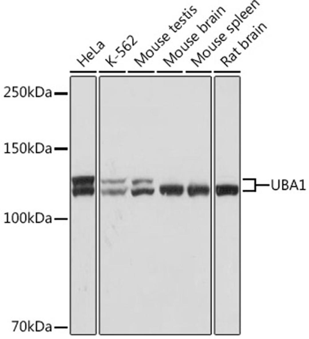 Western blot - UBA1 Rabbit mAb (A9254)