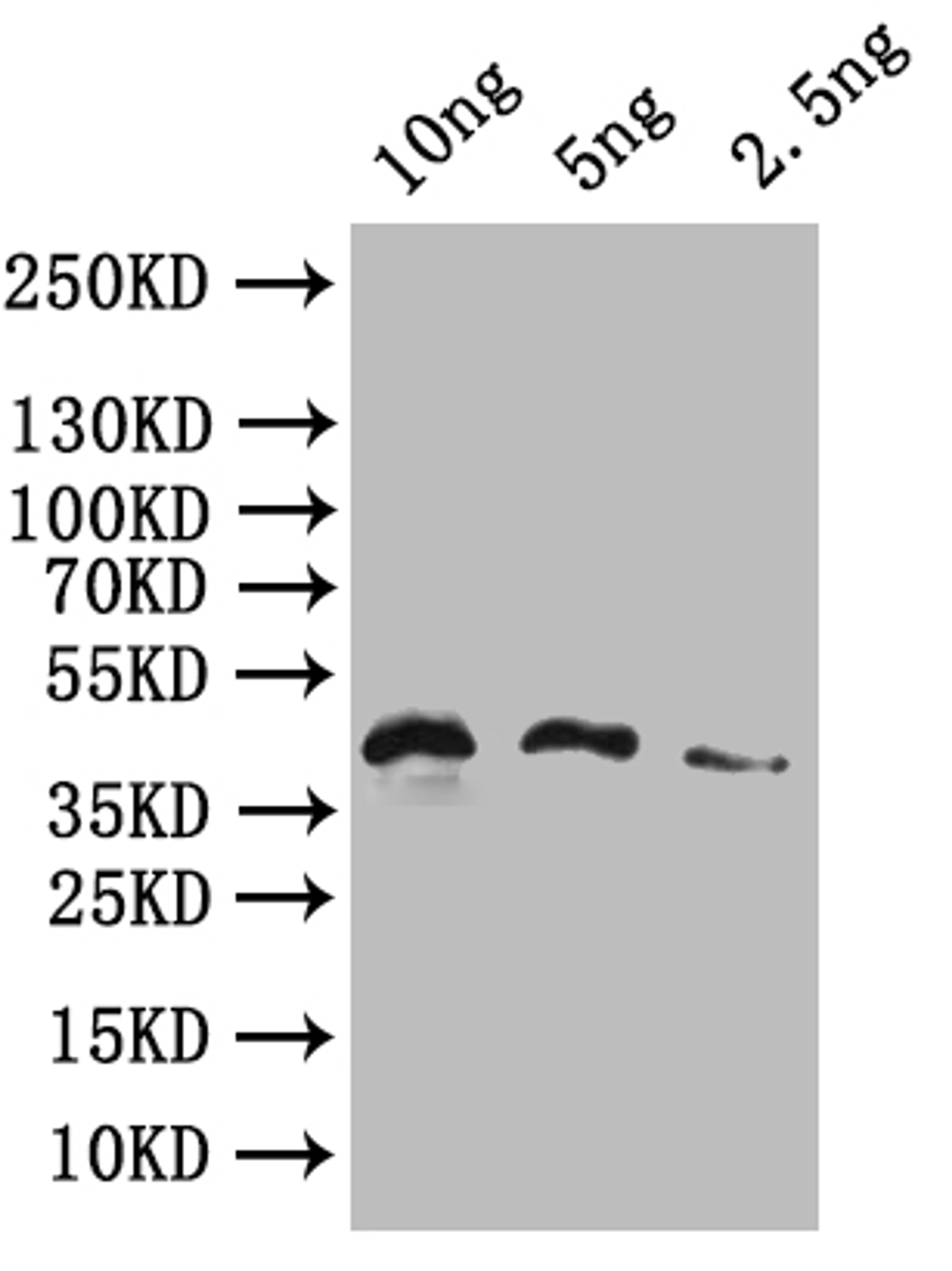 Western Blot. Positive WB detected in: recombinant protein. All lanes: HERVK_113 Antibody at 1:1000. Secondary. Goat polyclonal to rabbit IgG at 1/50000 dilution. Predicted band size: 43 kDa. Observed band size: 43 kDa. 