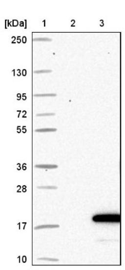 Western Blot: FDX1 Antibody [NBP1-89227] - Lane 1: Marker [kDa] 250, 130, 95, 72, 55, 36, 28, 17, 10<br/>Lane 2: Negative control (vector only transfected HEK293T lysate)<br/>Lane 3: Over-expression lysate (Co-expressed with a C-terminal myc-DDK tag (~3.1 kDa) in mammalian HEK293T cells, LY401330)