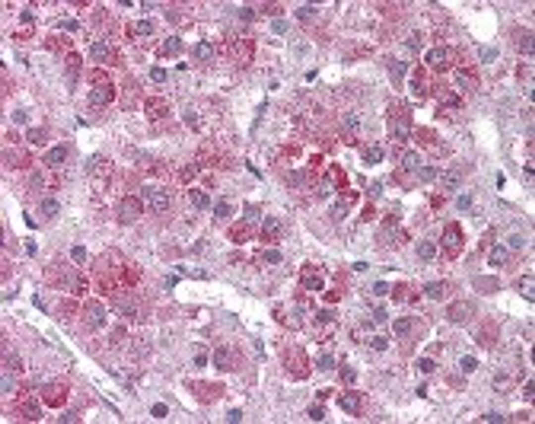 Immunohistochemistry staining of NTSR2 in adrenal tissue tissue using NTSR2 Antibody.