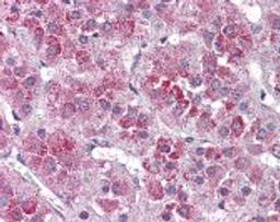 Immunohistochemistry staining of NTSR2 in adrenal tissue tissue using NTSR2 Antibody.