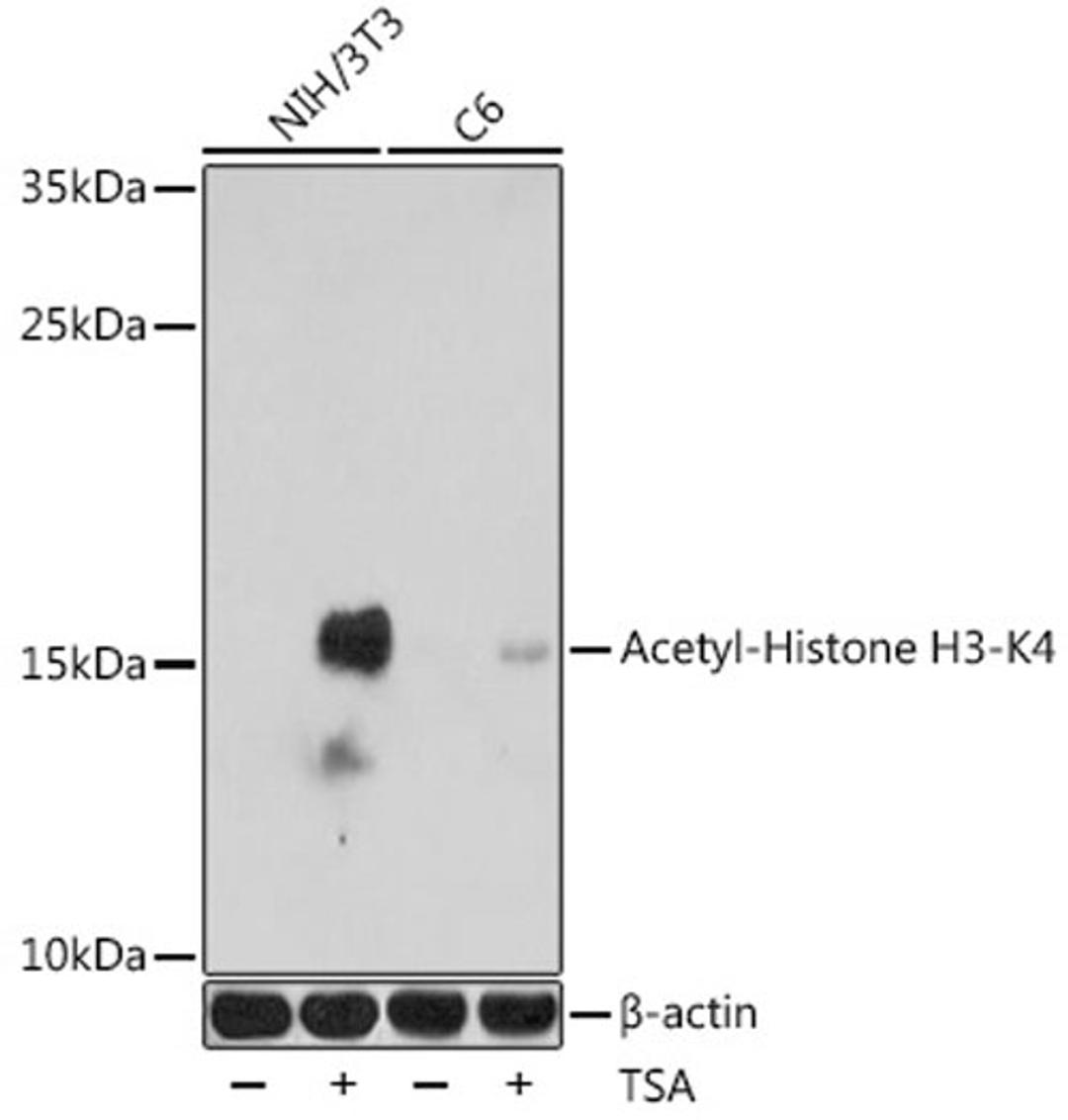 Western blot - Acetyl-Histone H3-K4 antibody (A16078)