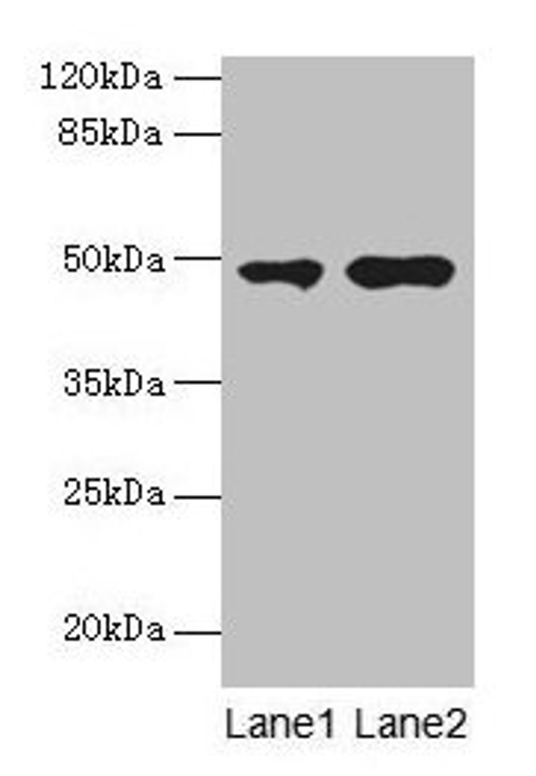 Western blot. All lanes: CCNJL antibody at 3µg/ml. Lane 1: U251 whole cell lysate. Lane 2: Mouse liver tissue. Secondary. Goat polyclonal to rabbit IgG at 1/10000 dilution. Predicted band size: 49, 19 kDa. Observed band size: 49 kDa