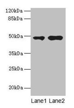 Western blot. All lanes: CCNJL antibody at 3µg/ml. Lane 1: U251 whole cell lysate. Lane 2: Mouse liver tissue. Secondary. Goat polyclonal to rabbit IgG at 1/10000 dilution. Predicted band size: 49, 19 kDa. Observed band size: 49 kDa