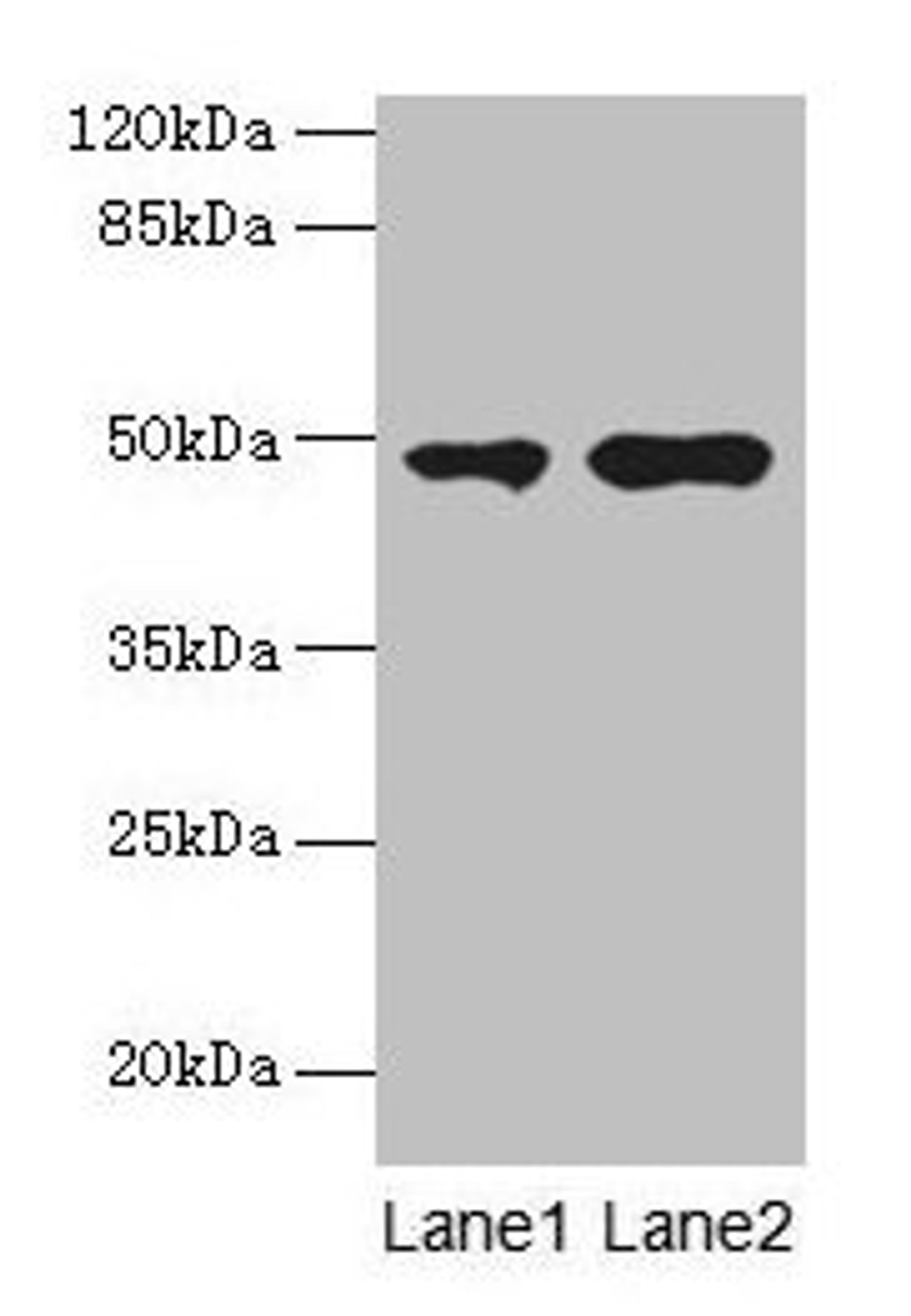 Western blot. All lanes: CCNJL antibody at 3µg/ml. Lane 1: U251 whole cell lysate. Lane 2: Mouse liver tissue. Secondary. Goat polyclonal to rabbit IgG at 1/10000 dilution. Predicted band size: 49, 19 kDa. Observed band size: 49 kDa