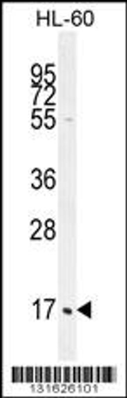 Western blot analysis in HL-60 cell line lysates (35ug/lane).