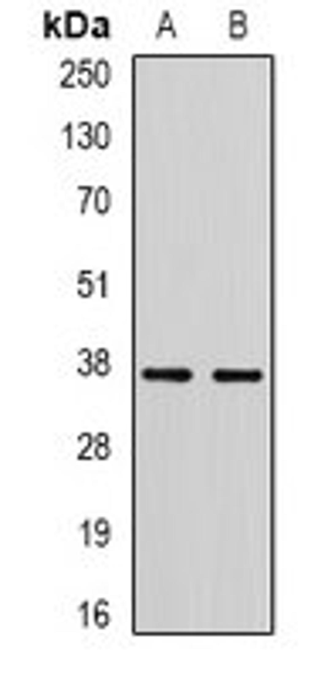 Western blot analysis of A549 (Lane1), mouse testis (Lane2) whole cell lysates using RBFOX3 antibody