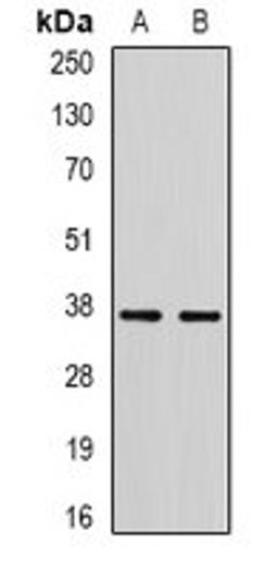 Western blot analysis of A549 (Lane1), mouse testis (Lane2) whole cell lysates using RBFOX3 antibody