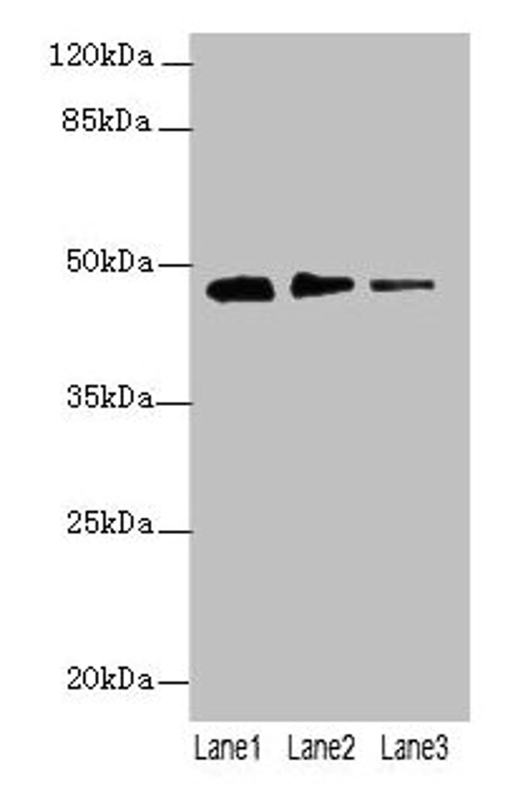 Western blot. All lanes: PRSS35 antibody at 0.2µg/ml. Lane 1: PC-3 whole cell lysate. Lane 2: NIH/3T3 whole cell lysate. Lane 3: Mouse stomach tissue. Secondary. Goat polyclonal to rabbit IgG at 1/10000 dilution. Predicted band size: 48 kDa. Observed band size: 48 kDa