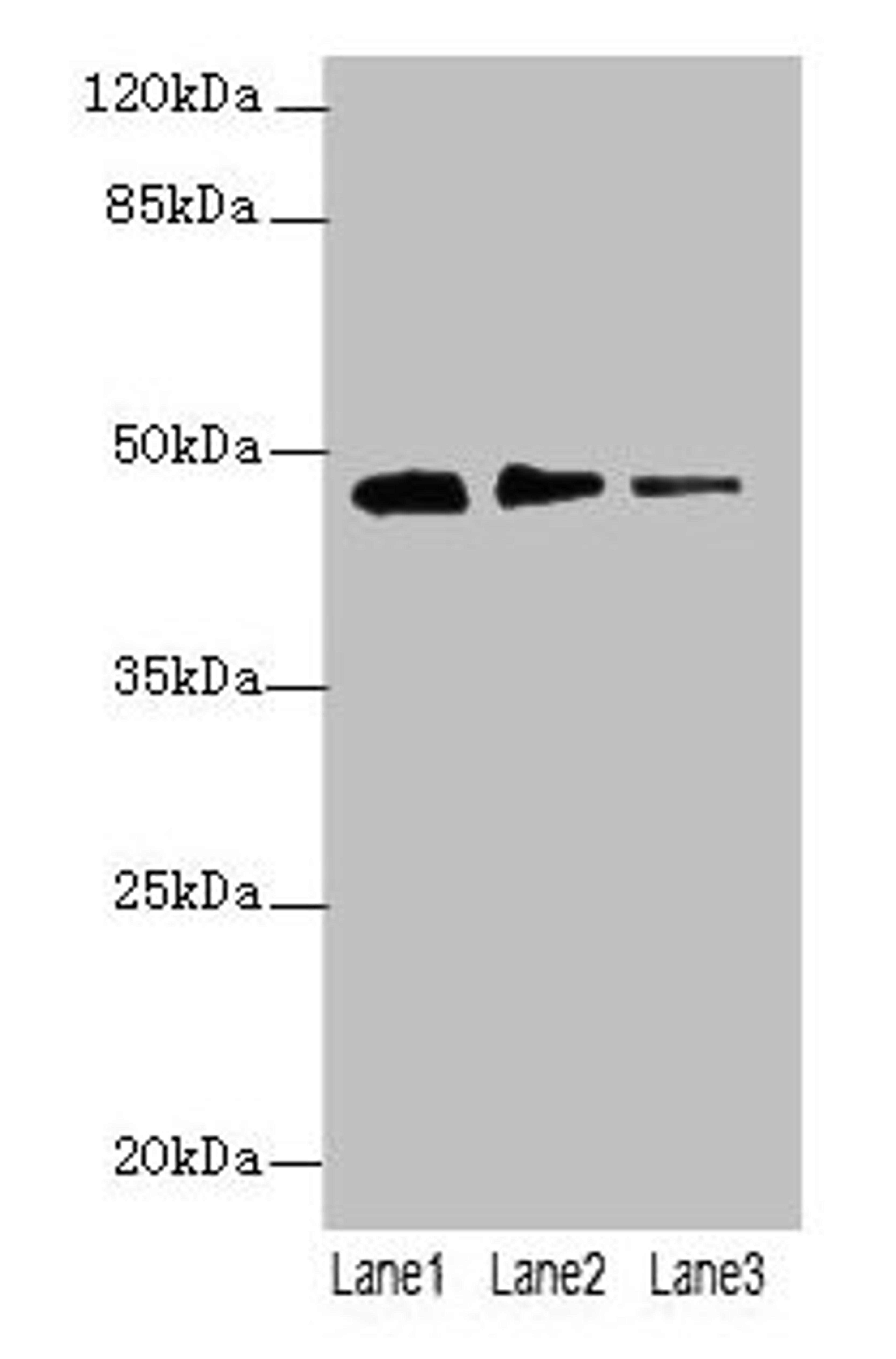 Western blot. All lanes: PRSS35 antibody at 0.2µg/ml. Lane 1: PC-3 whole cell lysate. Lane 2: NIH/3T3 whole cell lysate. Lane 3: Mouse stomach tissue. Secondary. Goat polyclonal to rabbit IgG at 1/10000 dilution. Predicted band size: 48 kDa. Observed band size: 48 kDa