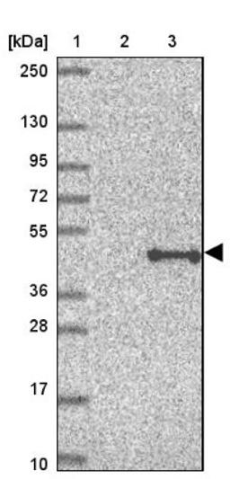 Western Blot: QTRT1 Antibody [NBP2-47317] - Lane 1: Marker [kDa] 250, 130, 95, 72, 55, 36, 28, 17, 10.  Lane 2: Negative control (vector only transfected HEK293T lysate).  Lane 3: Over-expression lysate (Co-expressed with a C-terminal myc-DDK tag (3.1 kDa) in mammalian HEK293T cells).