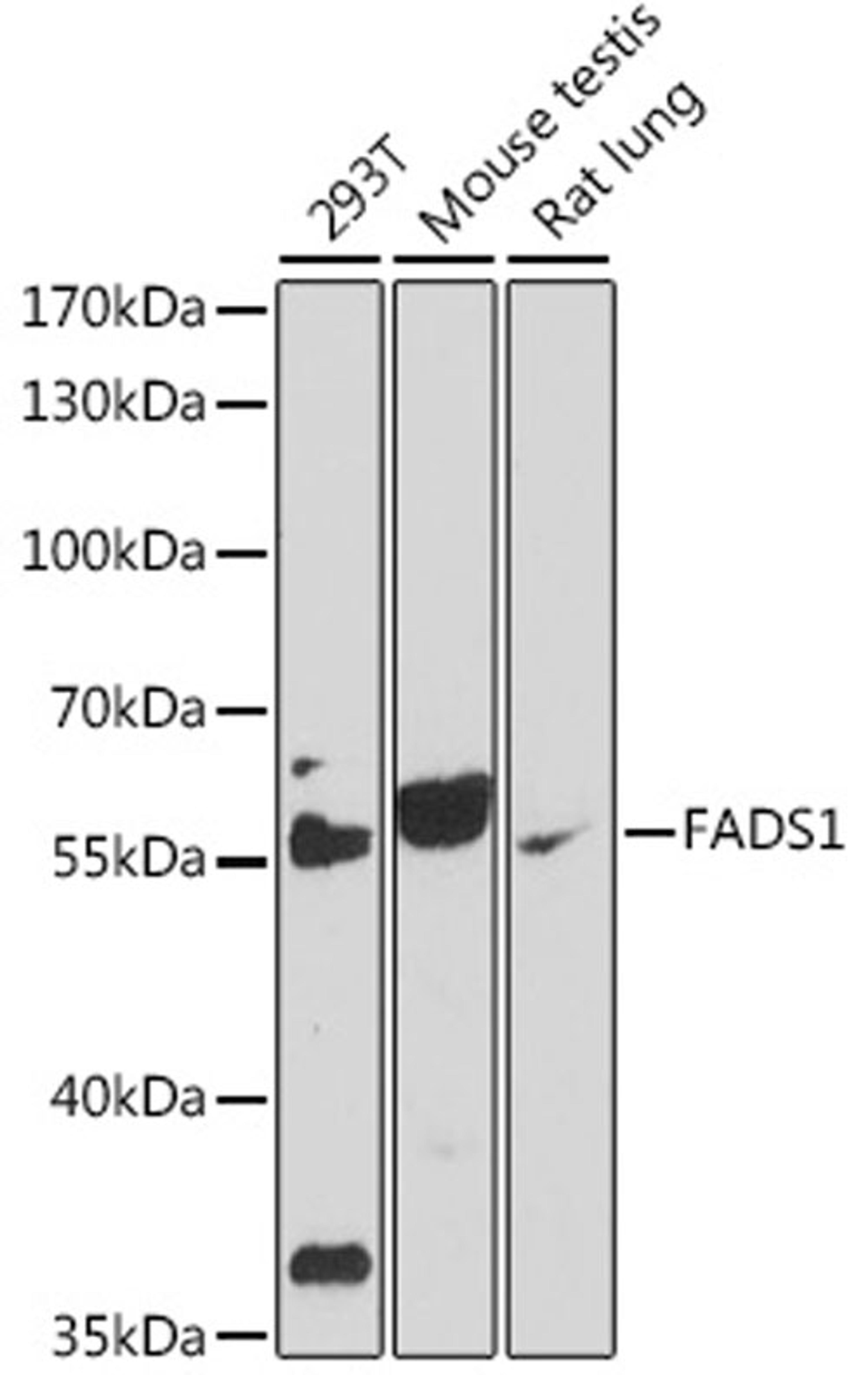 Western blot - FADS1 antibody (A16306)