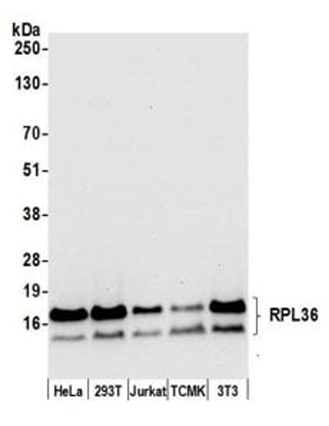 Detection of human and mouse RPL36 by western blot.