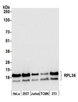 Detection of human and mouse RPL36 by western blot.