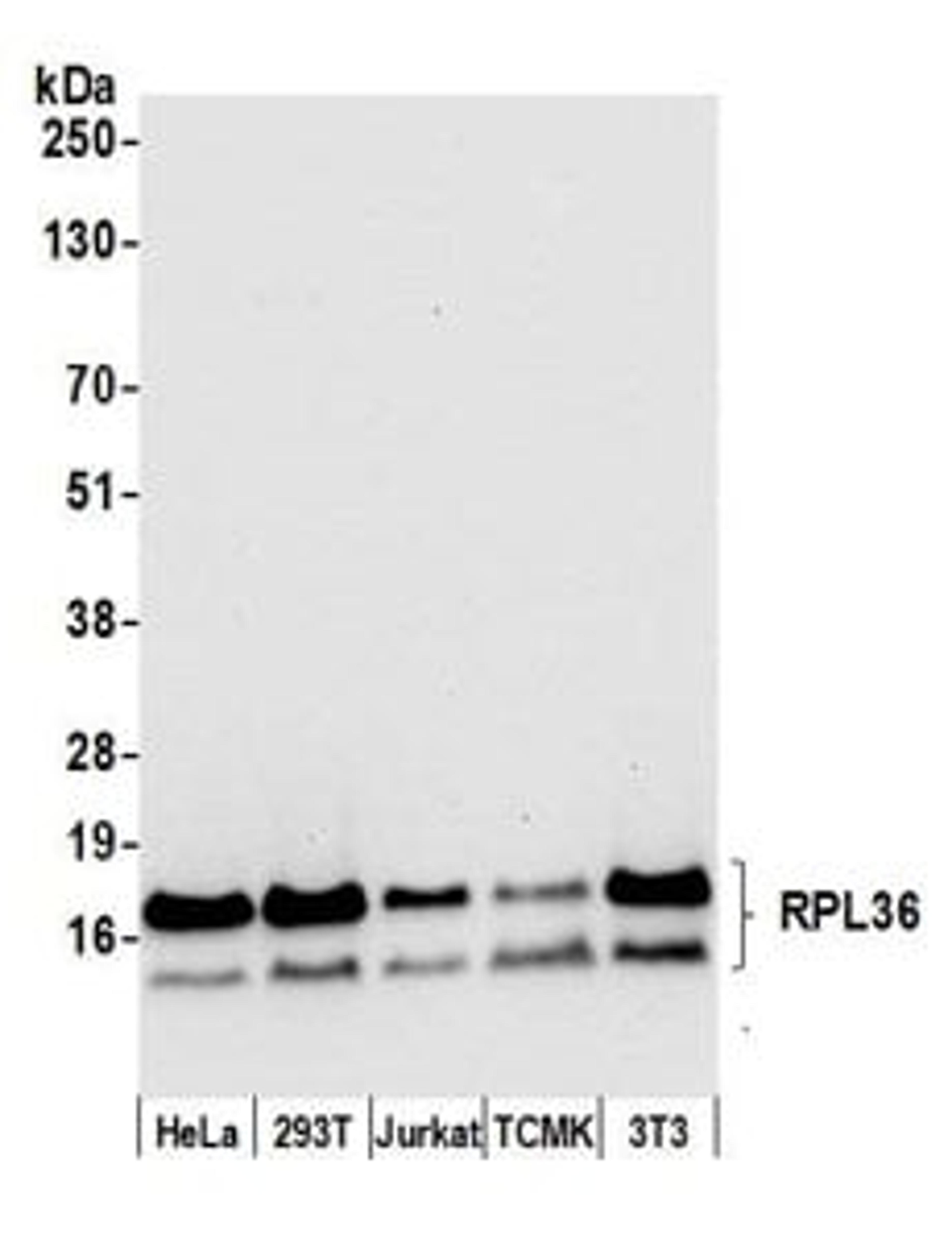 Detection of human and mouse RPL36 by western blot.