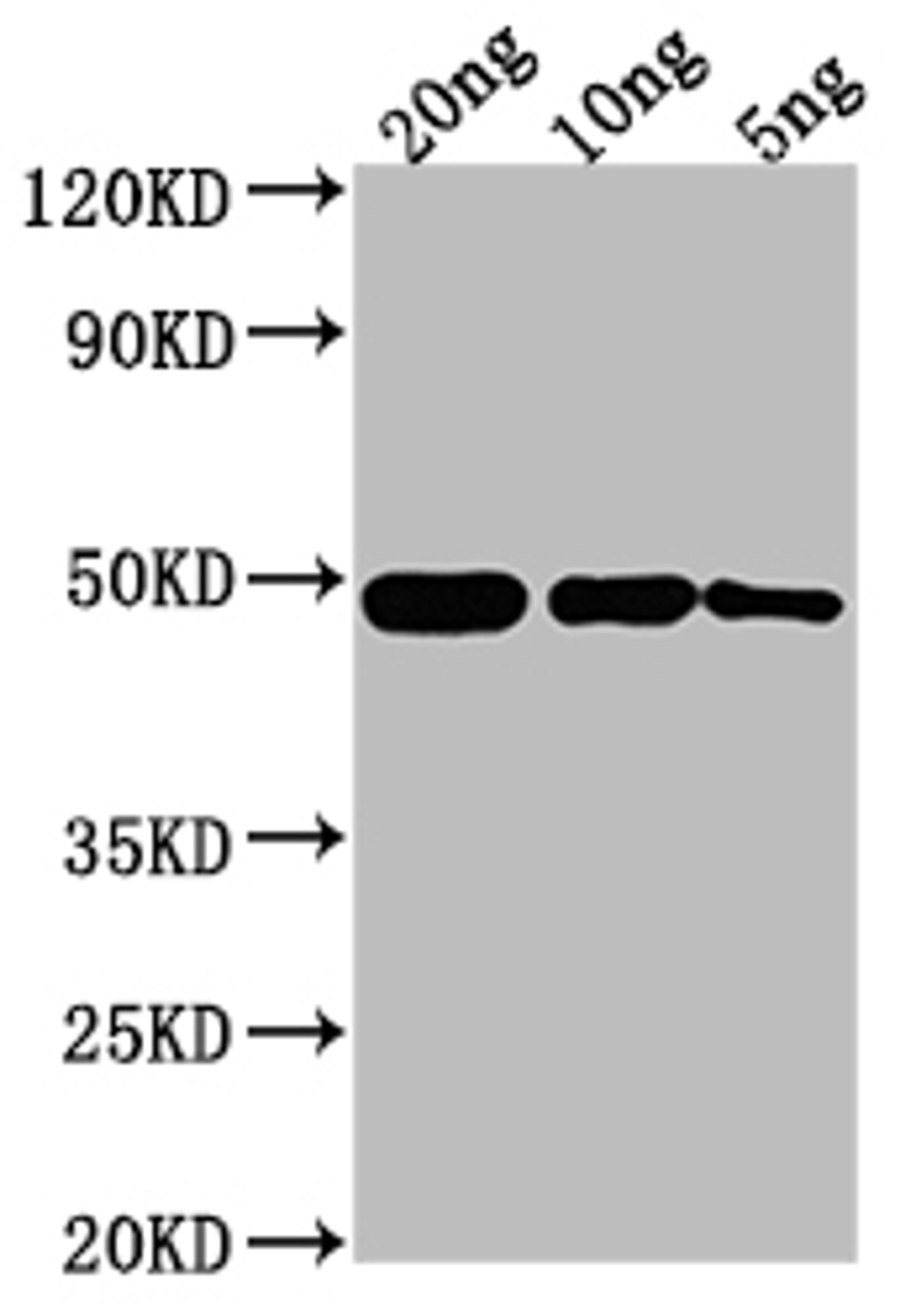 Western Blot. Positive WB detected in Recombinant protein. All lanes: ompF antibody at 1:2000. Secondary. Goat polyclonal to rabbit IgG at 1/50000 dilution. Predicted band size: 44.1 kDa. Observed band size: 49 kDa. 