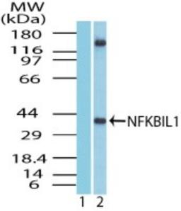 Western Blot: NFKBIL1 Antibody [NBP1-70344] - analysis of NFKBIL1. Lanes 1 and 2 show HeLa cell lysate probed with pre-immune sera (1:5000) and NFKBIL1 polyclonal antibody (3 ug/ml), respectively.