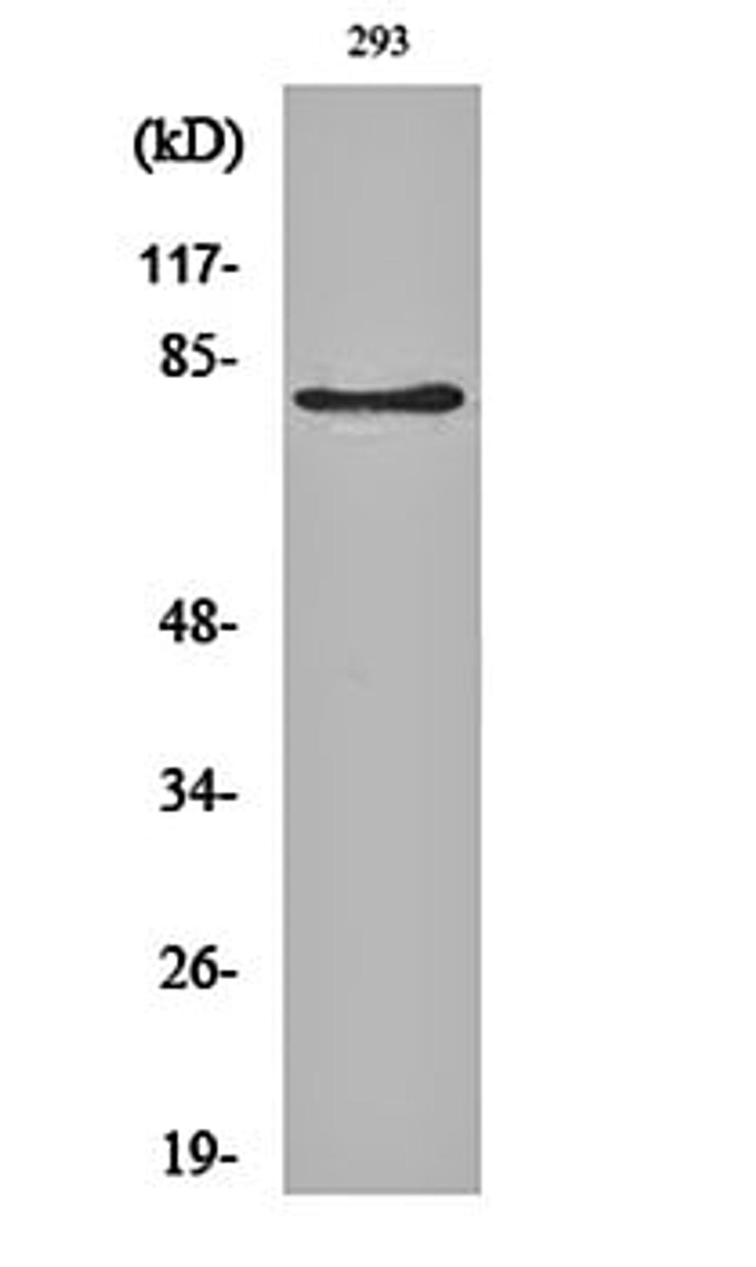 Western blot analysis of Hela cell lysates using 3 beta -HSD7 antibody