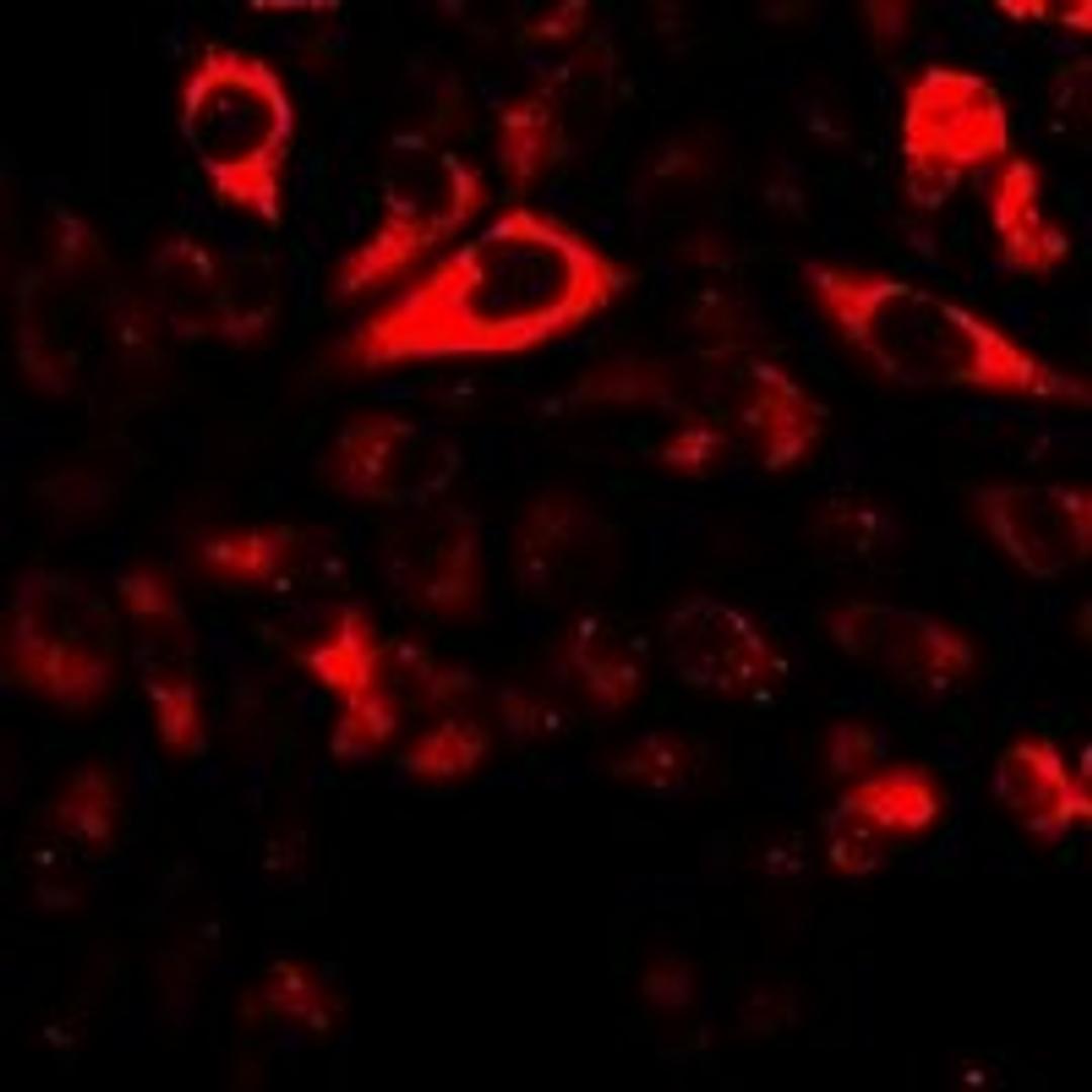 Immunofluorescent analysis of U2OS cells using NRBF2 antibody