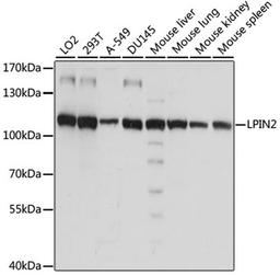 Western blot - LPIN2 antibody (A15762)