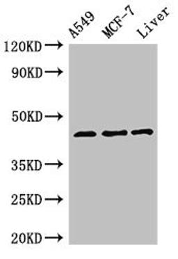 Western Blot. Positive WB detected in: A549 whole cell lysate, MCF-7 whole cell lysate, Rat liver tissue. All lanes: FMOD antibody at 3ug/ml. Secondary. Goat polyclonal to rabbit IgG at 1/50000 dilution. Predicted band size: 44 kDa. Observed band size: 44 kDa.