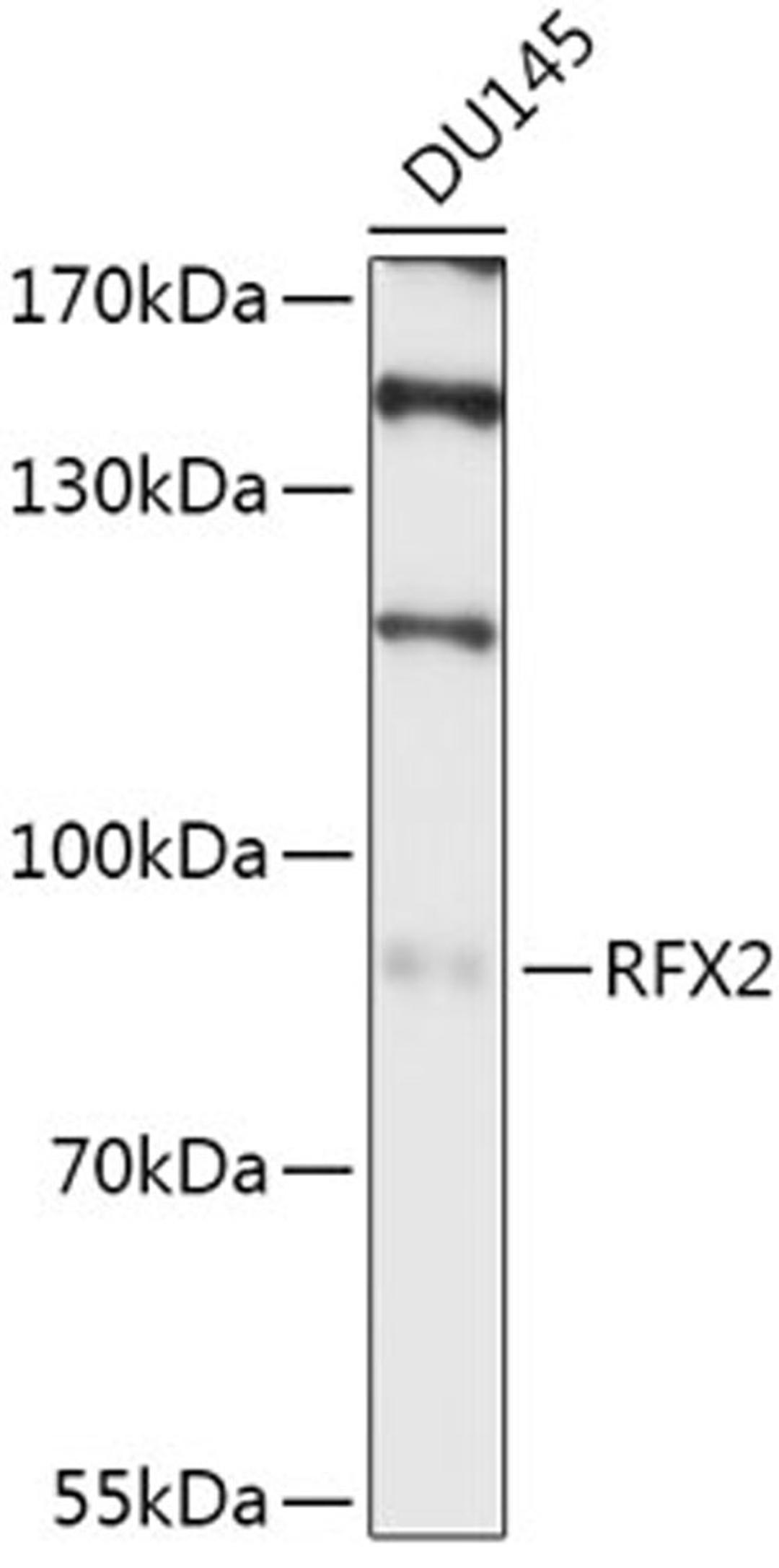 Western blot - RFX2 antibody (A17525)