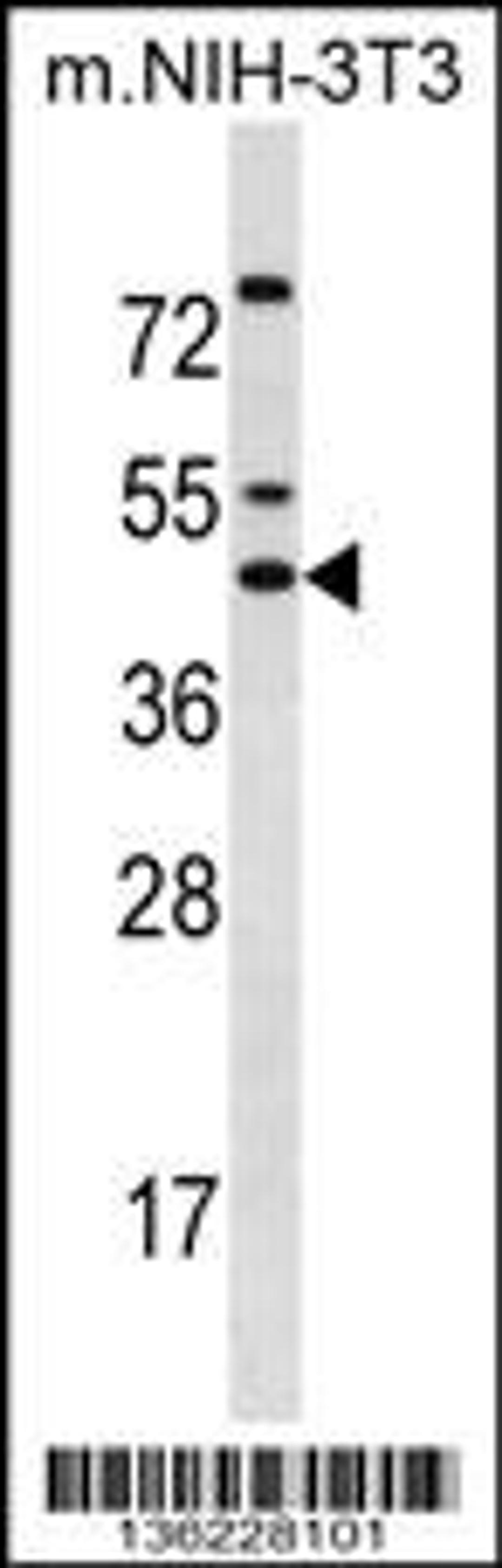 Western blot analysis in mouse NIH-3T3 cell line lysates (35ug/lane).