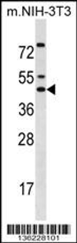 Western blot analysis in mouse NIH-3T3 cell line lysates (35ug/lane).