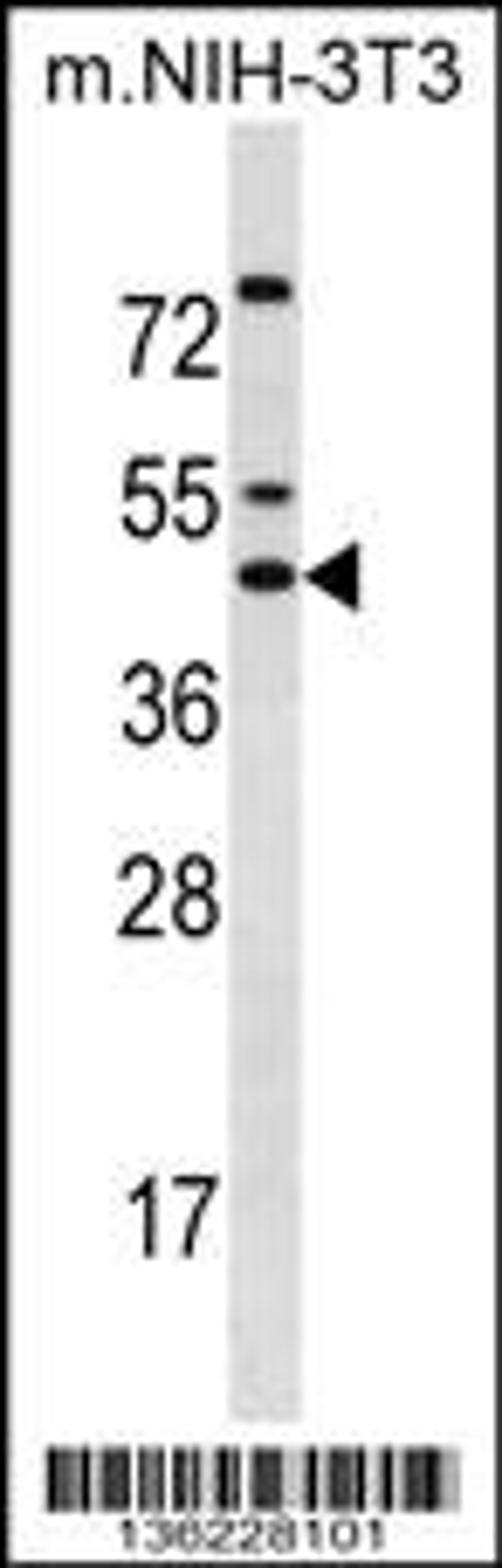 Western blot analysis in mouse NIH-3T3 cell line lysates (35ug/lane).