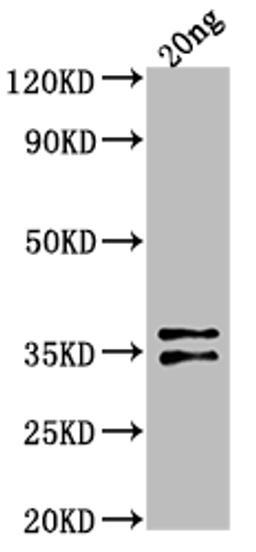 Western Blot. Positive WB detected in Recombinant protein. All lanes: ARCA antibody at 1:2000. Secondary. Goat polyclonal to rabbit IgG at 1/50000 dilution. Predicted band size: 31.4 kDa. Observed band size: 33 kDa. 