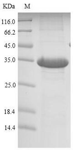 (Tris-Glycine gel) Discontinuous SDS-PAGE (reduced) with 5% enrichment gel and 15% separation gel.