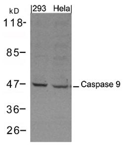 Western blot analysis of lysed extracts from 293 and HeLa cells using Caspase 9 Antibody.