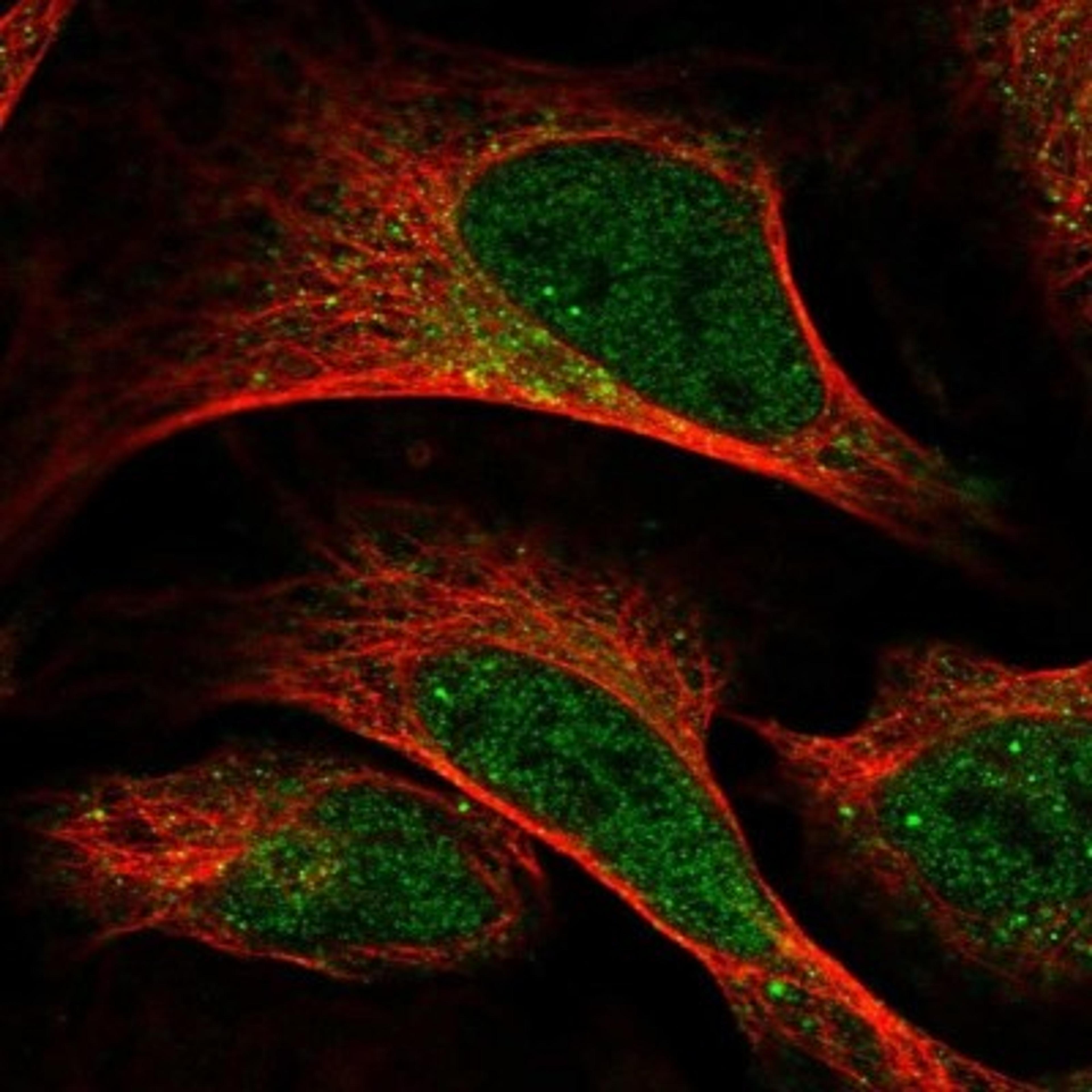 Immunocytochemistry/Immunofluorescence: LIN10 Antibody [NBP1-88453] - Staining of human cell line U-2 OS shows positivity in nucleus but not nucleoli & cytoplasm.