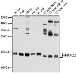 Western blot - MRPL32 antibody (A10016)