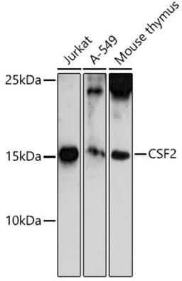 Western blot - CSF2 antibody (A6127)