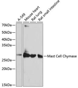 Western blot - Mast Cell Chymase Rabbit mAb (A11480)