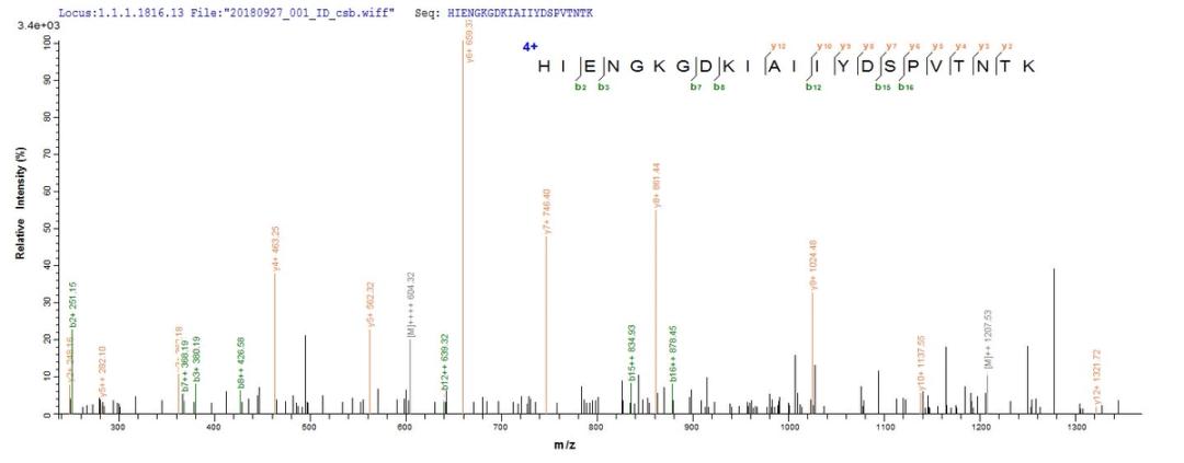 Based on the SEQUEST from database of E.coli host and target protein, the LC-MS/MS Analysis result of CSB-EP887990HU could indicate that this peptide derived from E.coli-expressed Homo sapiens (Human) ACSS3.