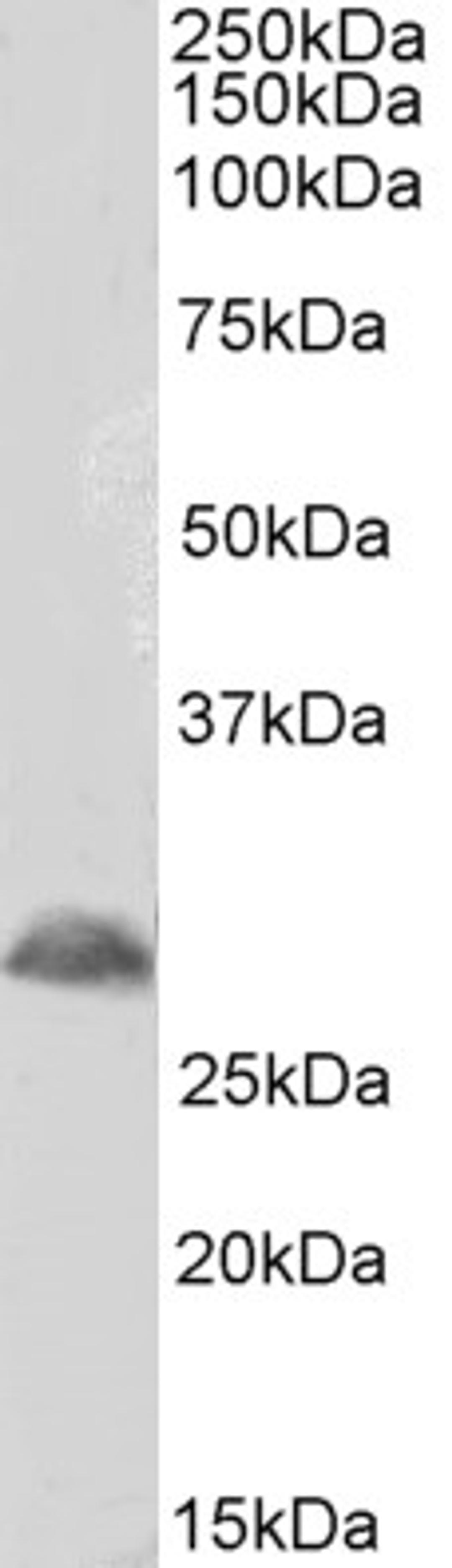 42-134 (1ug/ml) staining of Mouse Spinal Cord lysate (35ug protein in RIPA buffer). Detected by chemiluminescence.