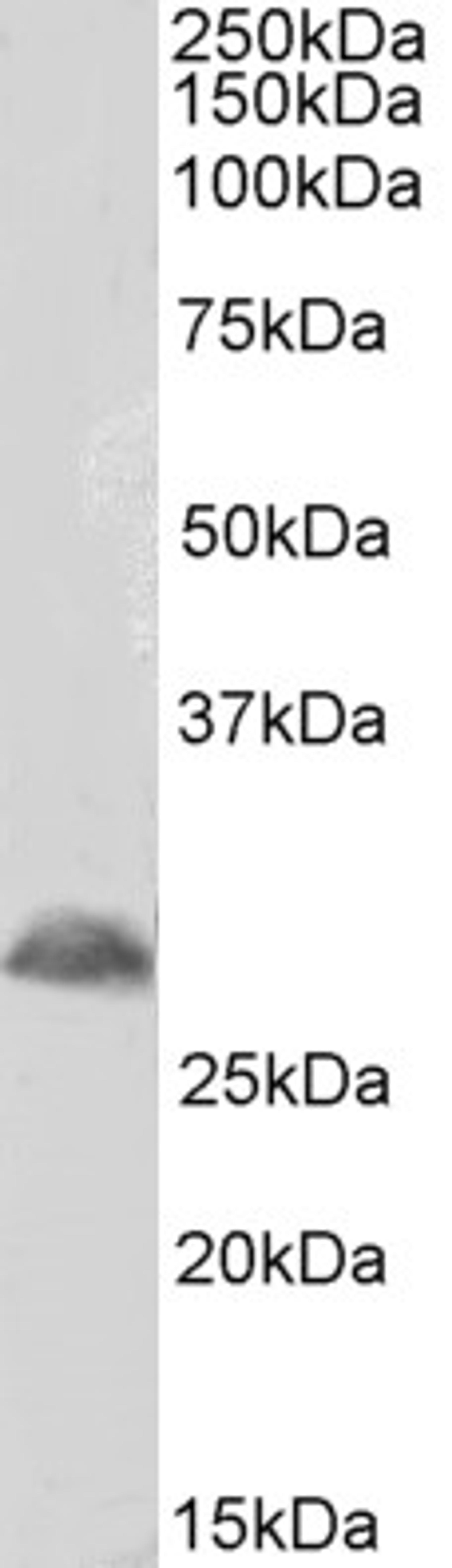 42-134 (1ug/ml) staining of Mouse Spinal Cord lysate (35ug protein in RIPA buffer). Detected by chemiluminescence.