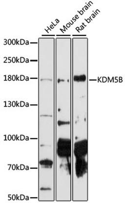 Western blot - KDM5B antibody (A14104)