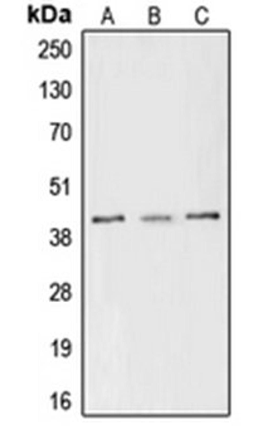 Western blot analysis of MCF7 (Lane 1), Raw264.7 (Lane 2), PC12 (Lane 3) whole cell lysates using CREB1 antibody