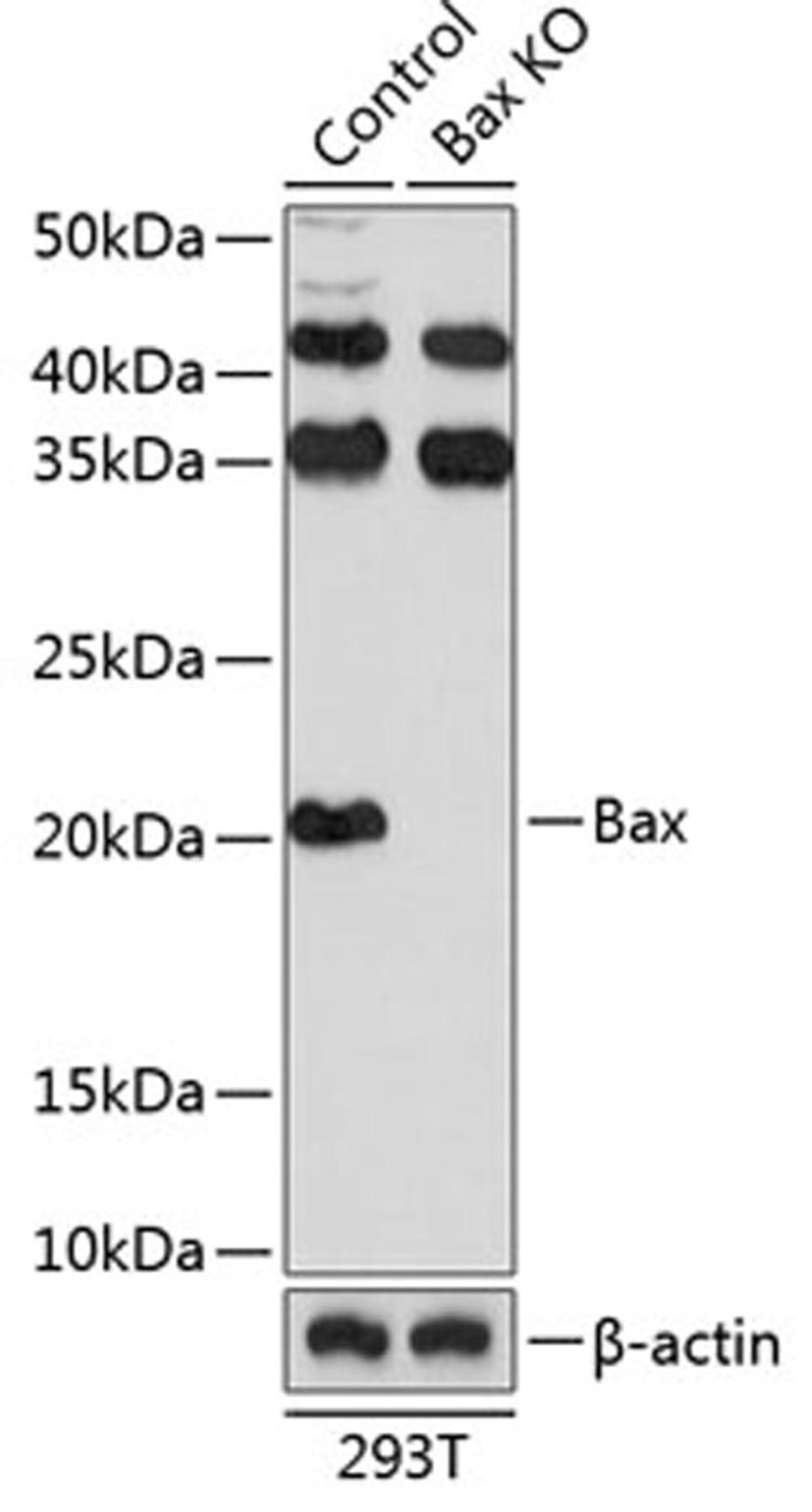 Western blot - Bax antibody (A19684)