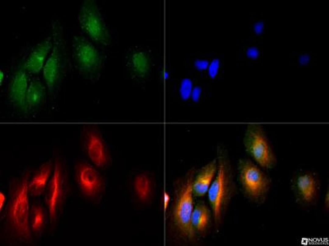 Immunocytochemistry/Immunofluorescence: DYRK3 Antibody [NB110-94876] - DYRK3 antibody was tested in Hela cells with DyLight 488 (green). Nuclei and alpha-tubulin were counterstained with DAPI (blue) and Dylight 550 (red).