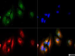 Immunocytochemistry/Immunofluorescence: DYRK3 Antibody [NB110-94876] - DYRK3 antibody was tested in Hela cells with DyLight 488 (green). Nuclei and alpha-tubulin were counterstained with DAPI (blue) and Dylight 550 (red).