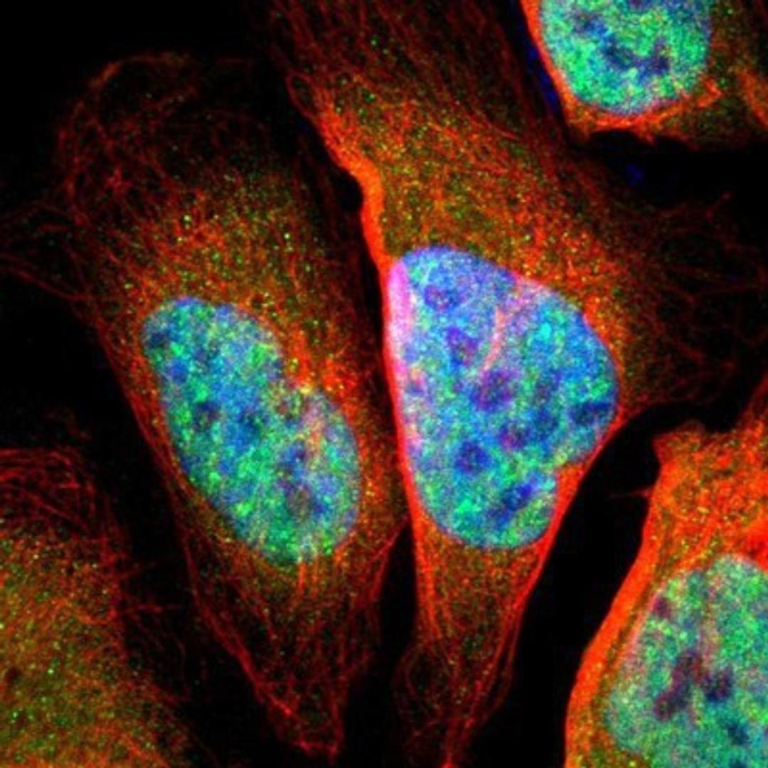 Immunocytochemistry/Immunofluorescence: Teashirt homolog 1 Antibody [NBP1-87377] - Staining of human cell line U-2 OS shows positivity in nuclei but not nucleoli.