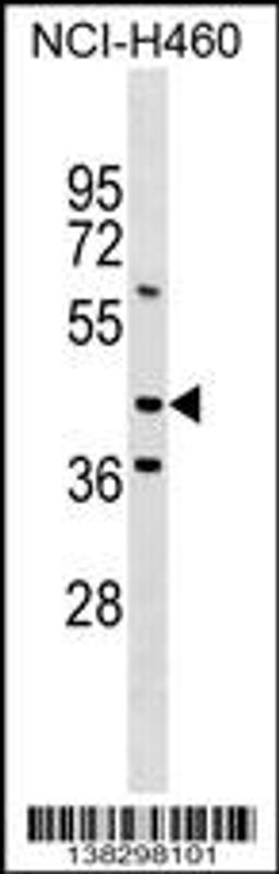 Western blot analysis in NCI-H460 cell line lysates (35ug/lane).