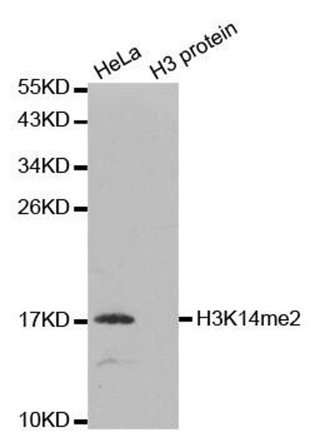 Western blot analysis of extracts of HeLa and H3 protein using HIST3H3 antibody