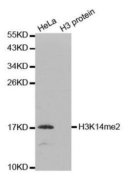 Western blot analysis of extracts of HeLa and H3 protein using HIST3H3 antibody