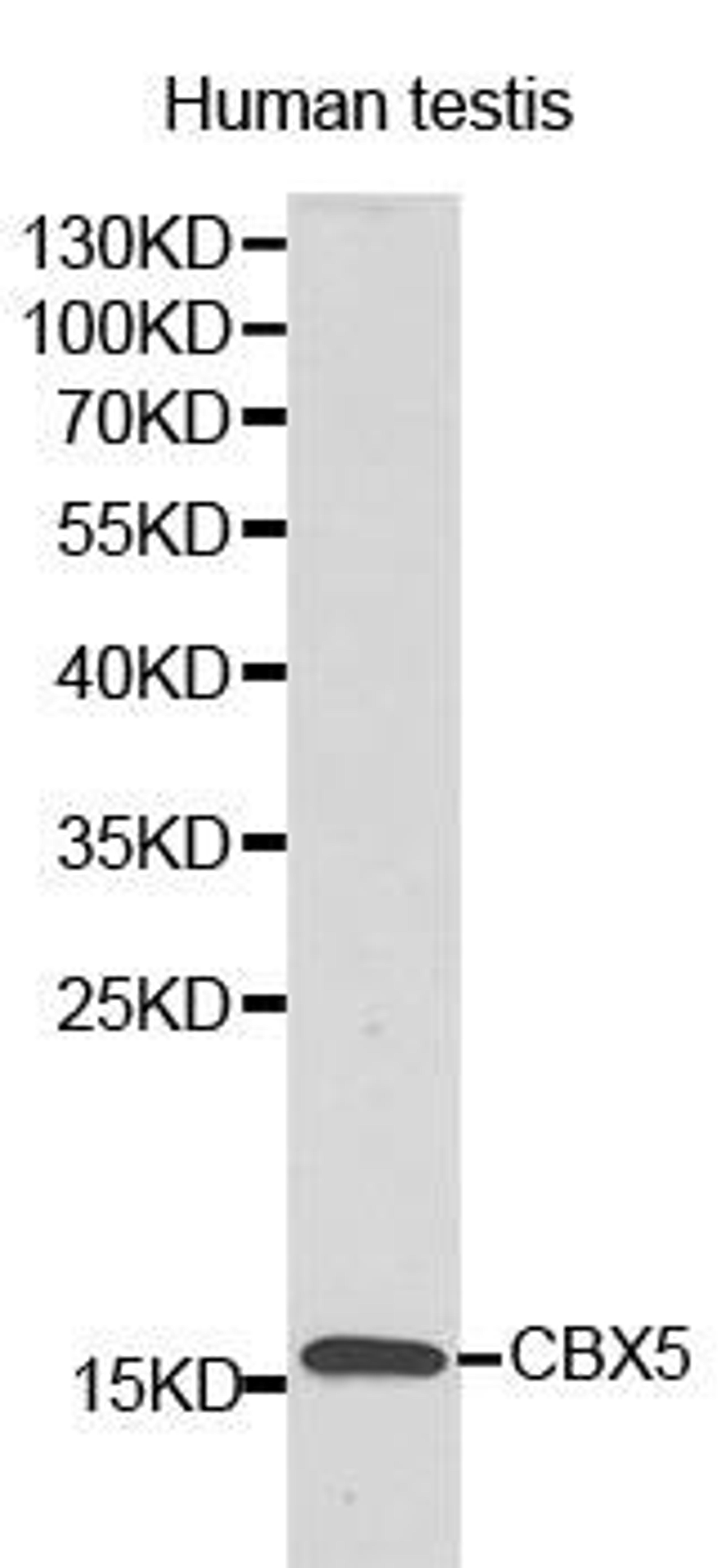 Western blot analysis of human testis cell lysate using LYZL6 antibody